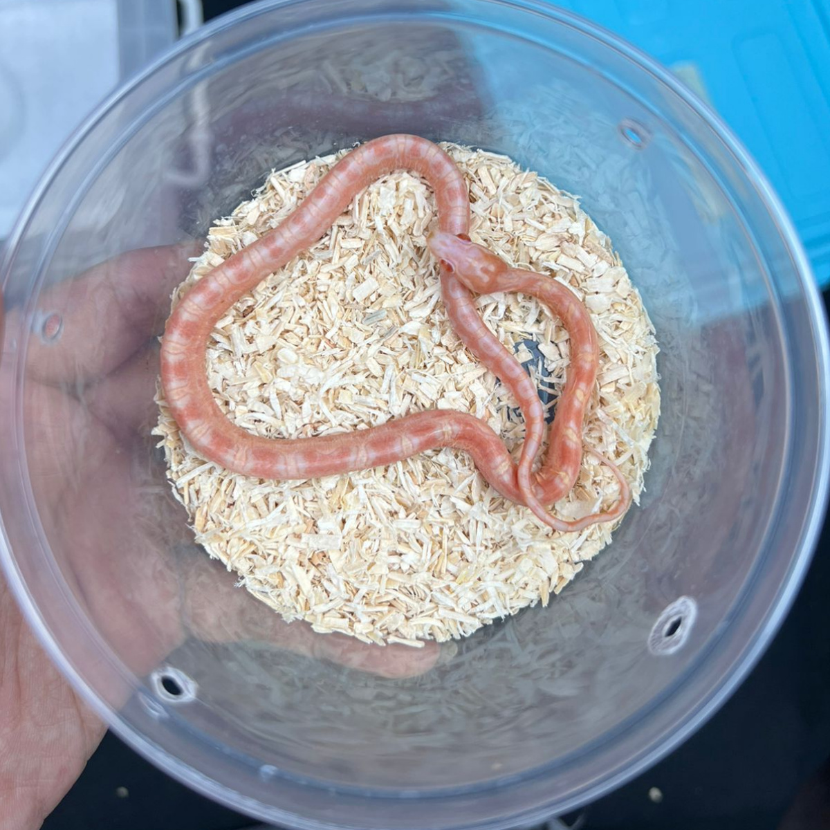 Corn Snake - Morph Amel Scaleless - Baby - Cornsnakes - Female - 02